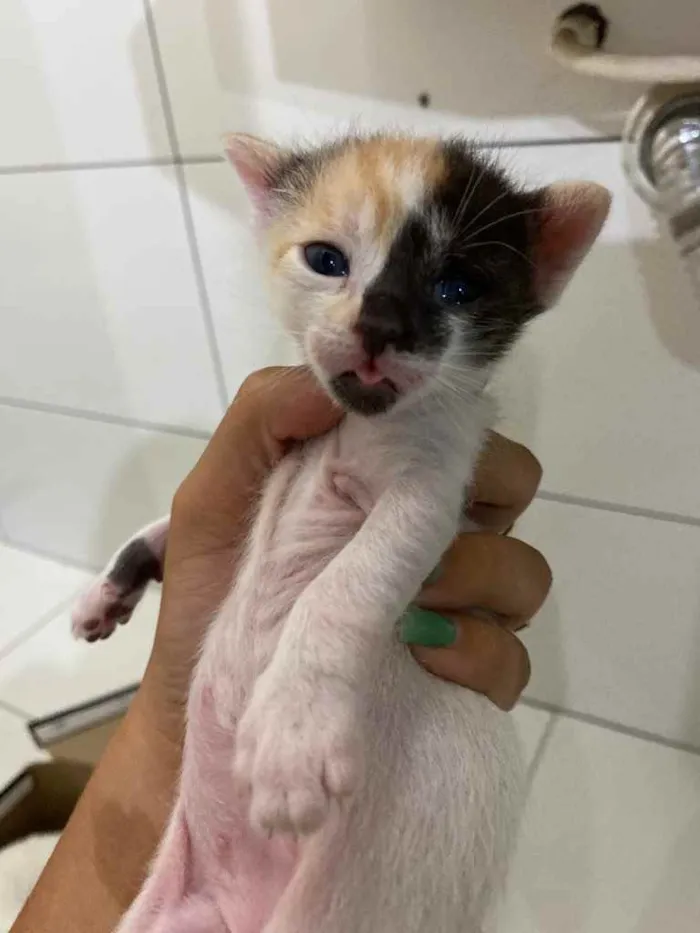 Gato raça Gato  idade Abaixo de 2 meses nome Filhote 