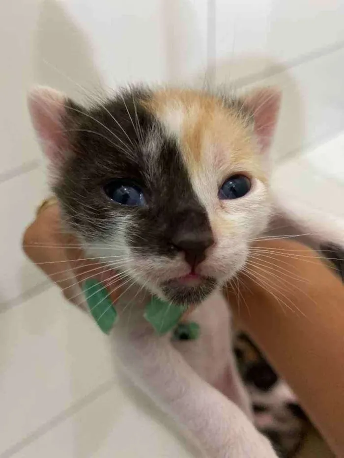 Gato raça Gato  idade Abaixo de 2 meses nome Filhote 