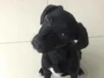 Cachorro raça SRD idade  nome Bono