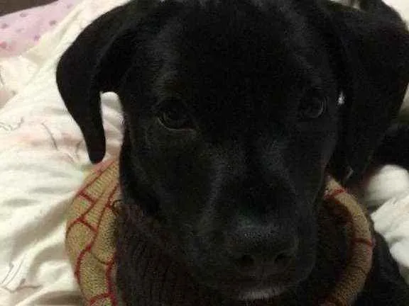 Cachorro raça SRD idade  nome Bono