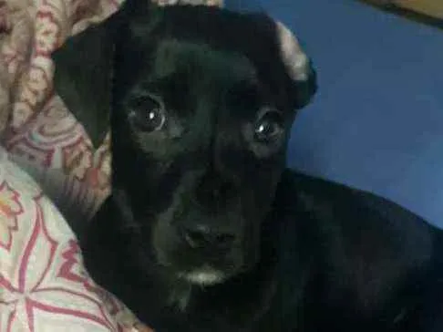 Cachorro raça SRD idade  nome Bono