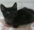 Joaquim