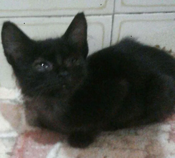 Gato ra a SRD idade 2 a 6 meses nome Joaquim