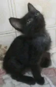 Joaquim