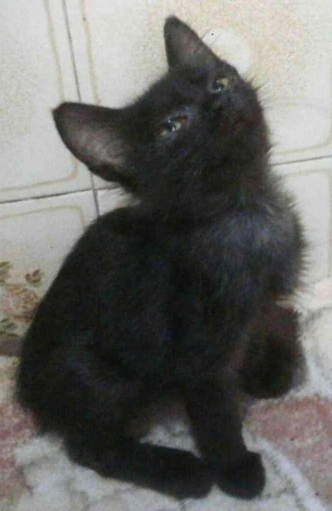 Gato ra a SRD idade 2 a 6 meses nome Joaquim