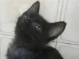 Joaquim