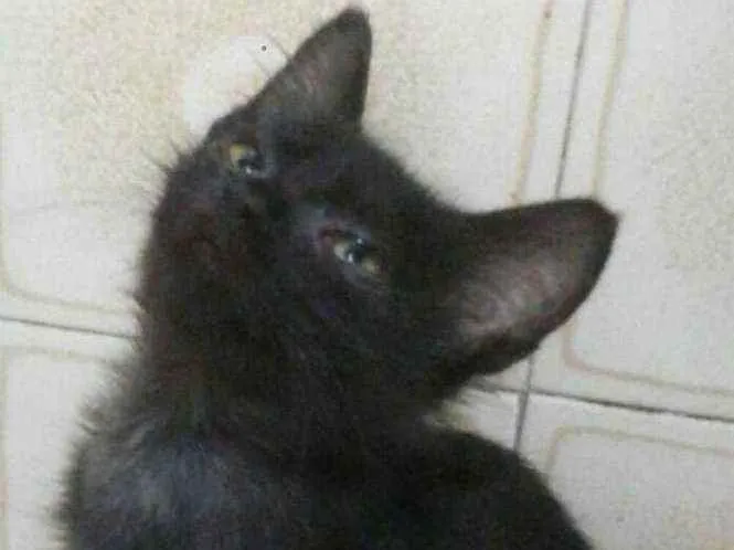 Gato ra a SRD idade 2 a 6 meses nome Joaquim