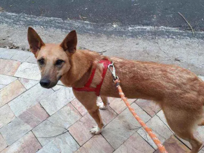 Cachorro ra a SRD idade 3 anos nome Lolla e Bolinha