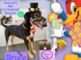 Cachorro raça SRD idade 4 anos nome Bruce