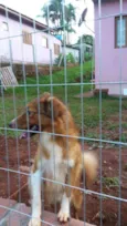 Urso