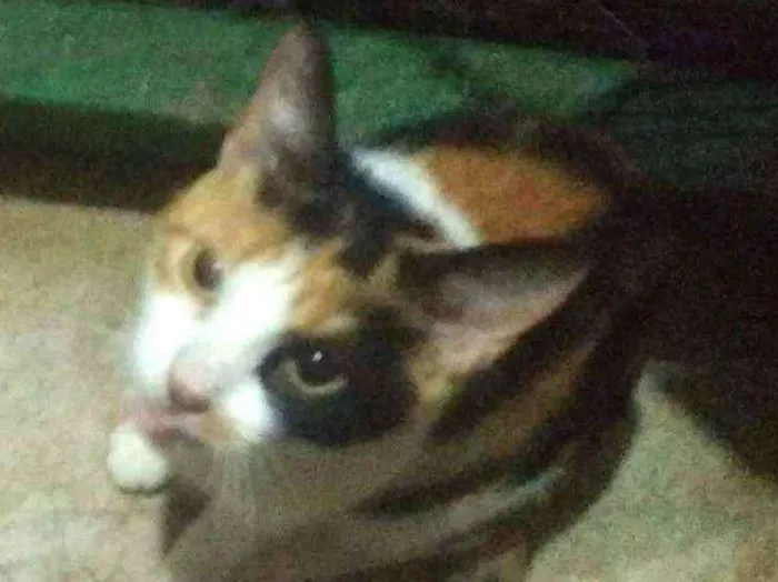 Gato ra a SRD idade 2 anos nome Jujuba