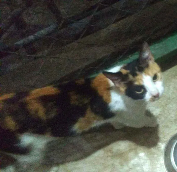 Gato ra a SRD idade 2 anos nome Jujuba