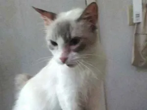 Gato raça Siames idade 1 ano nome Felicity