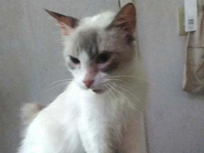Gato ra a Siames idade 1 ano nome Felicity