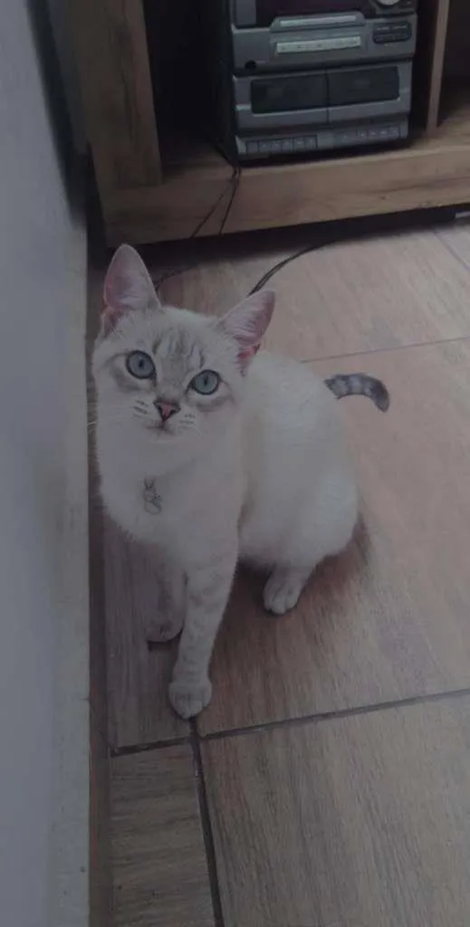 Gato ra a  idade 7 a 11 meses nome Lili
