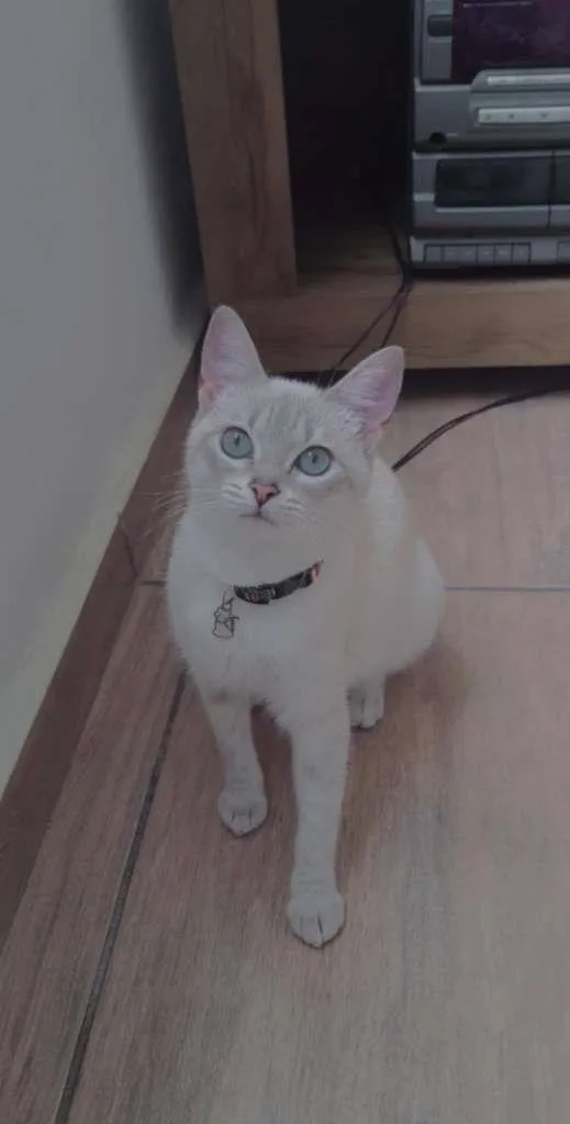 Gato ra a  idade 7 a 11 meses nome Lili