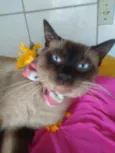 Tom
