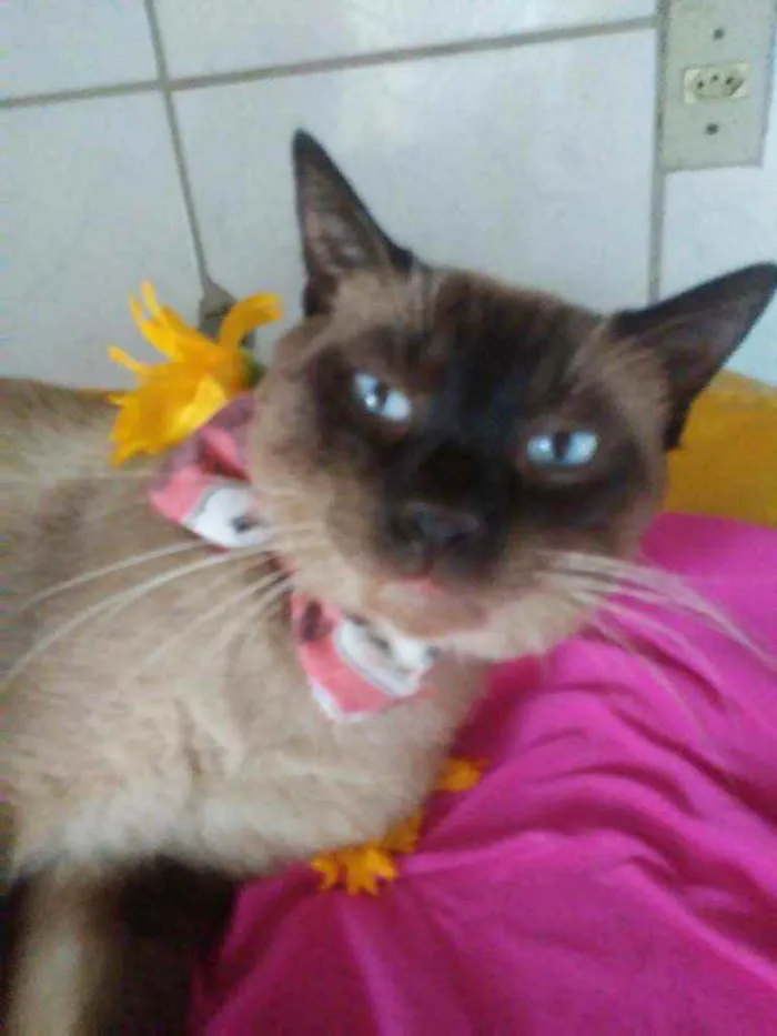 Gato ra a Siames idade 2 anos nome Tom