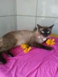 Tom