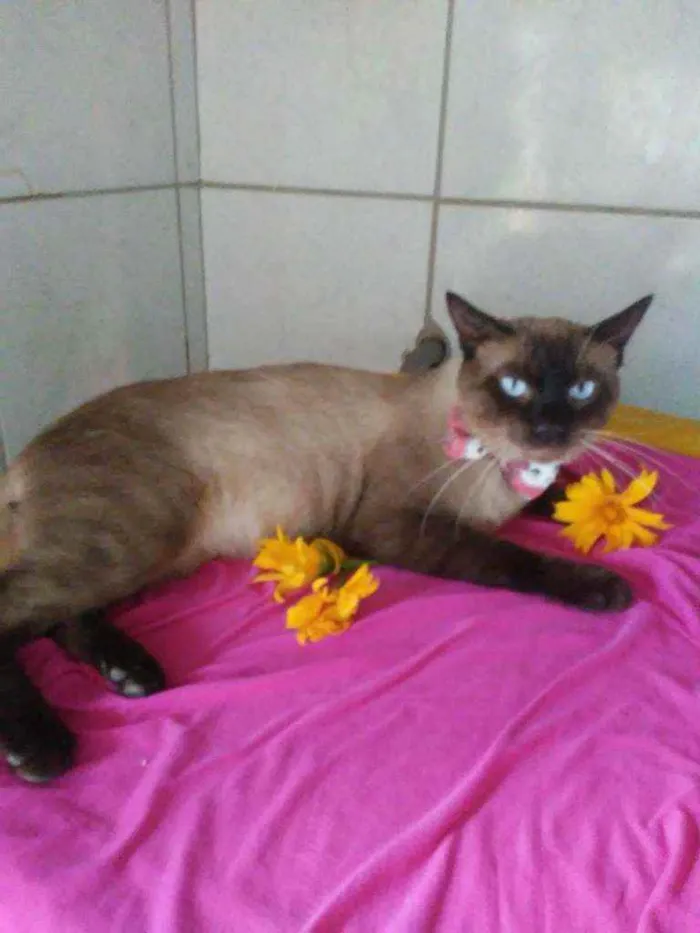 Gato ra a Siames idade 2 anos nome Tom
