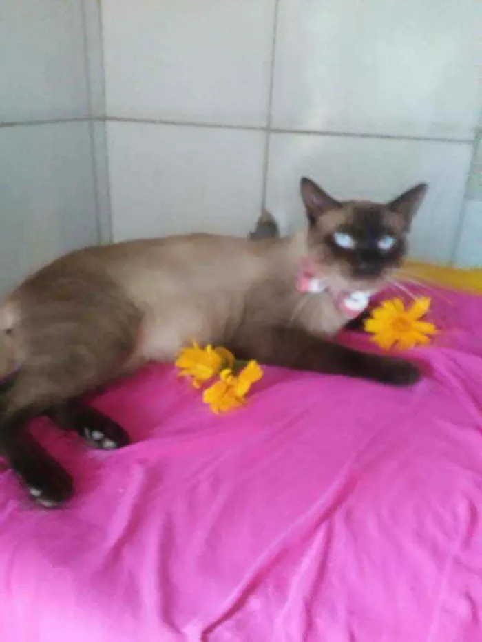 Gato ra a Siames idade 2 anos nome Tom