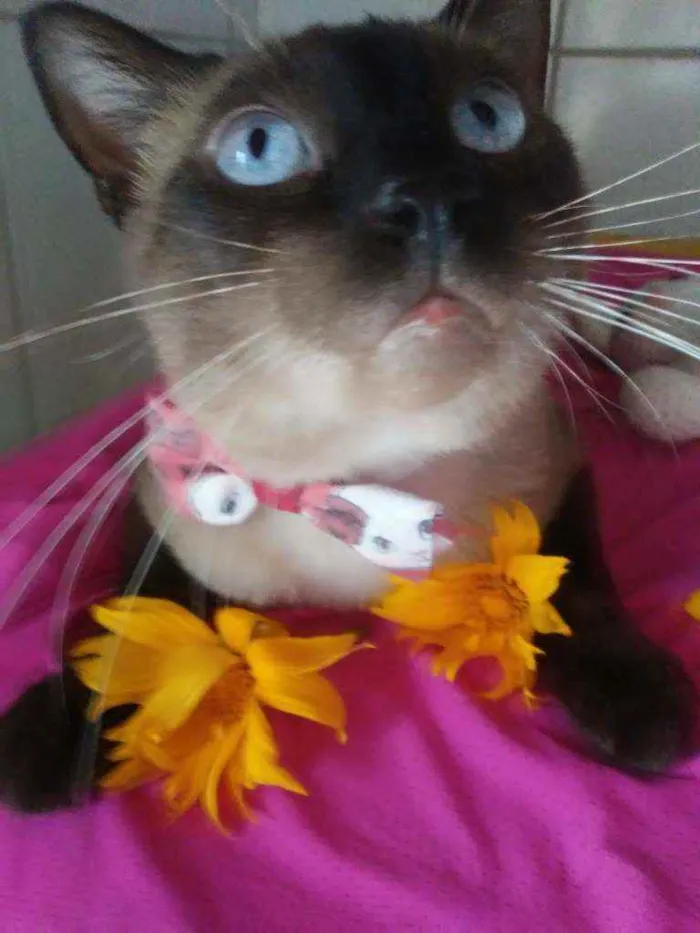 Gato ra a Siames idade 2 anos nome Tom