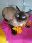 Tom