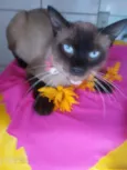 Tom