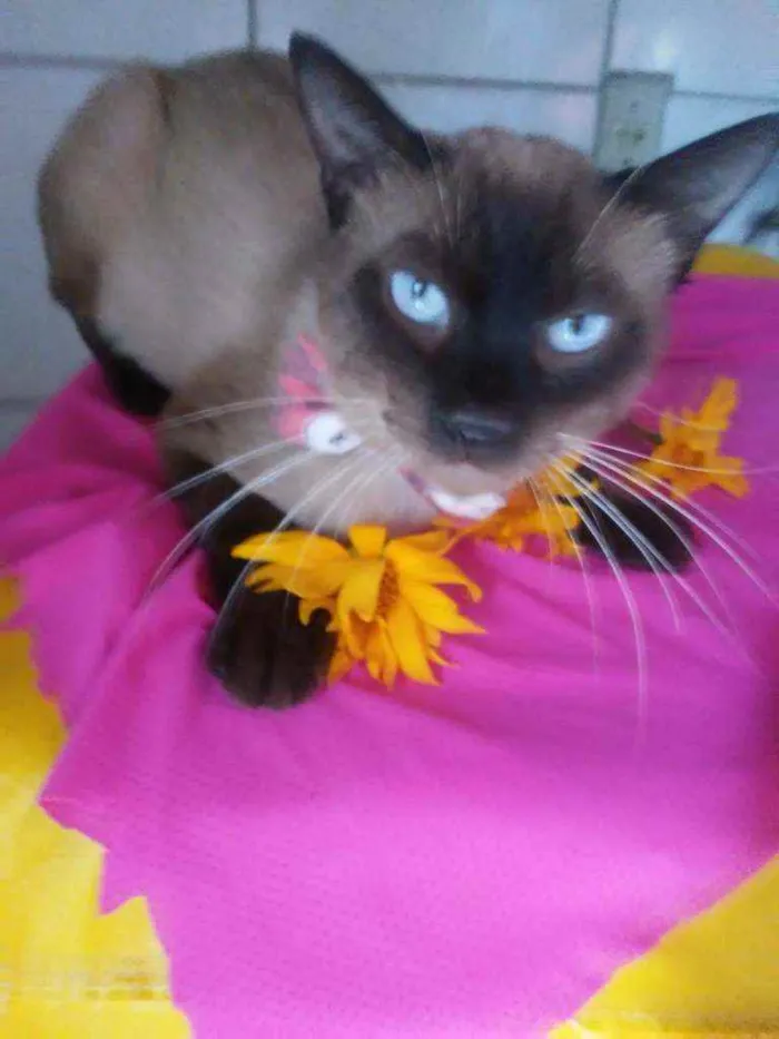 Gato ra a Siames idade 2 anos nome Tom