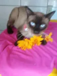 Tom