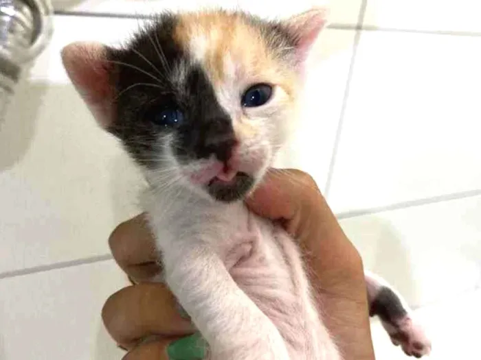 Gato raça Gato  idade Abaixo de 2 meses nome Filhote 