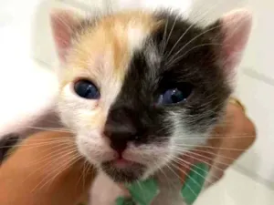 Gato raça Gato  idade Abaixo de 2 meses nome Filhote 