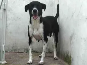 Cachorro raça SRD idade 2 anos nome Pérola