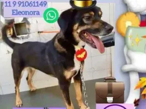 Cachorro raça SRD idade 4 anos nome Bruce