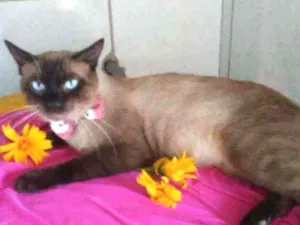 Gato raça Siames idade 2 anos nome Tom