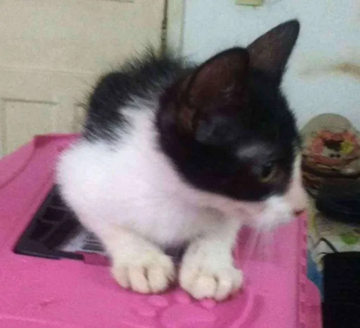 Gato ra a SRD idade 2 a 6 meses nome Emir