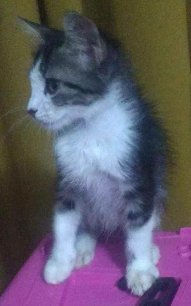 Gato ra a SRD idade 2 a 6 meses nome Rocky