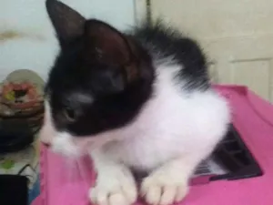 Gato raça SRD idade 2 a 6 meses nome Emir