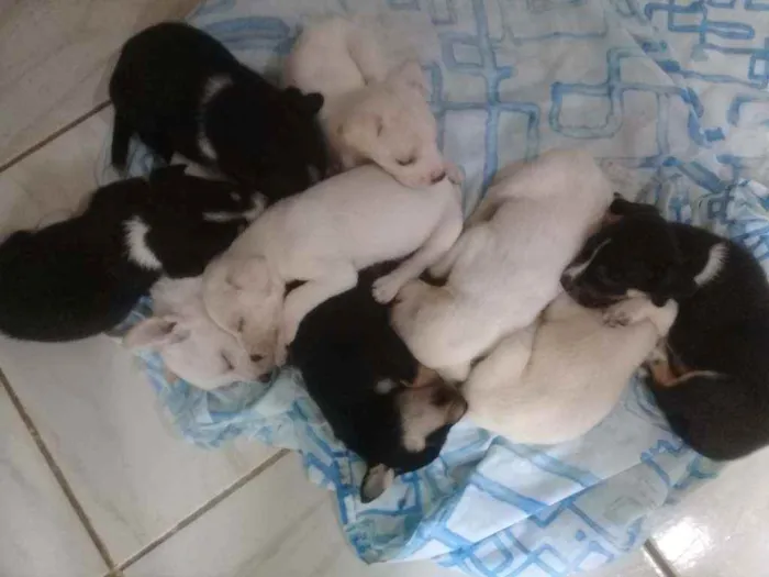 Cachorro ra a Vira lata idade Abaixo de 2 meses nome Não tem nome