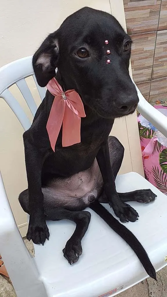 Cachorro ra a SRD idade 7 a 11 meses nome Sofia