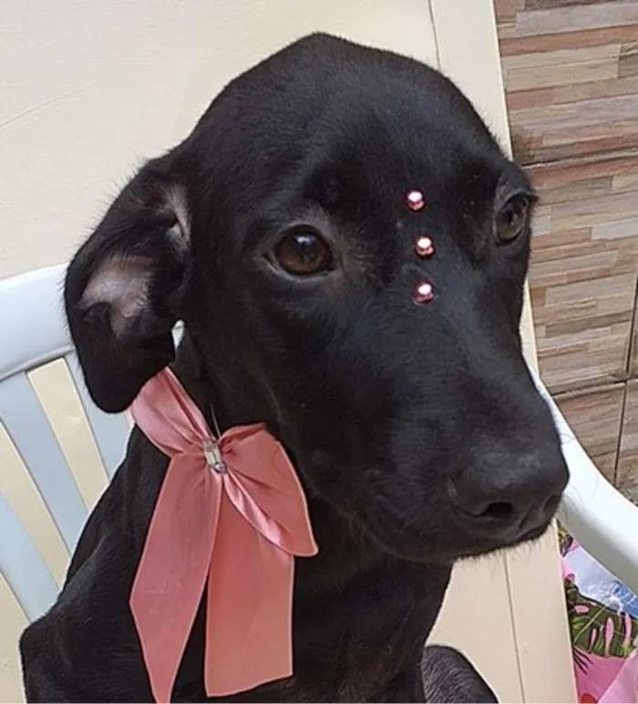 Cachorro ra a SRD idade 7 a 11 meses nome Sofia