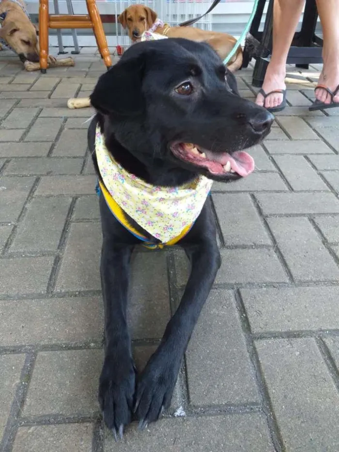 Cachorro ra a SRD idade 2 anos nome Lua