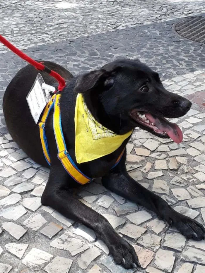 Cachorro ra a SRD idade 2 anos nome Lua