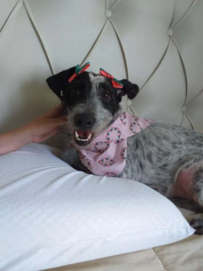 Cachorro ra a SRD idade 2 anos nome Bella