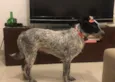 Bella