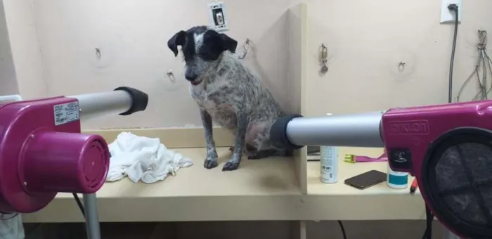 Cachorro ra a SRD idade 2 anos nome Bella