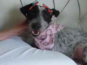 Cachorro raça SRD idade 2 anos nome Bella