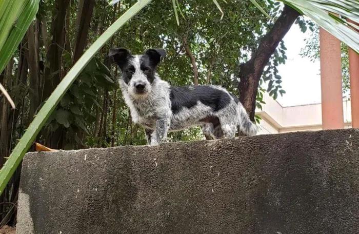 Cachorro ra a SRD idade 2 anos nome Bidu