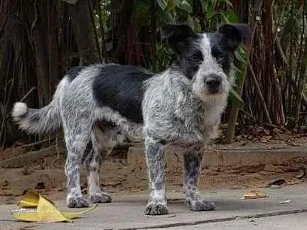 Cachorro ra a SRD idade 2 anos nome Bidu