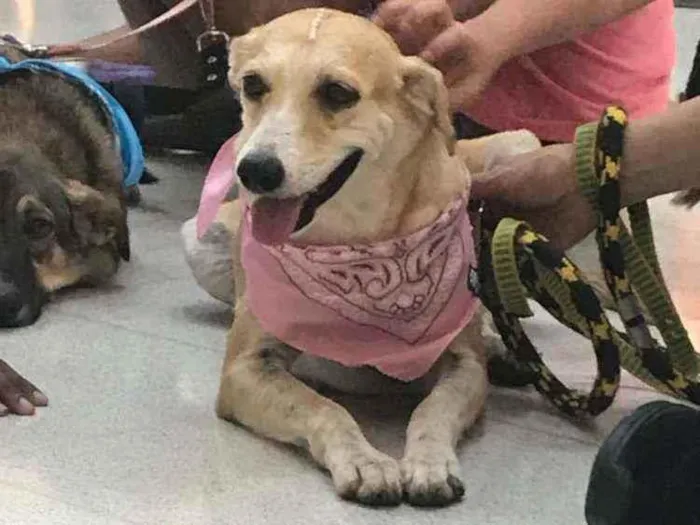 Cachorro ra a SRD idade 4 anos nome Mel